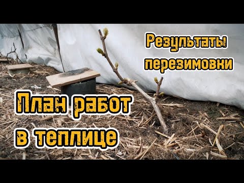 Видео: План работ на винограднике в теплице после снятия зимнего укрытия/Работы на винограднике