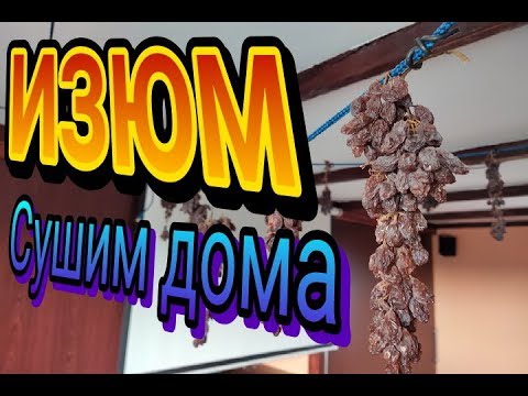 Видео: Домашний изюм, сушим у себя дома.