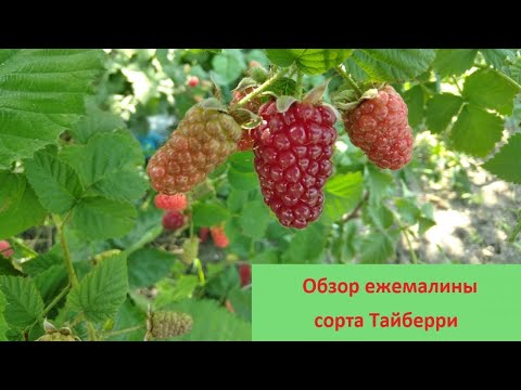 Видео: Обзор ежемалины сорта Тайберри/ Variety overview Tayberry