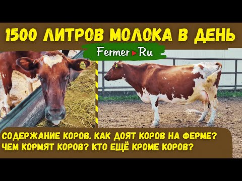 Видео: Молочный скот на ферме. Помещения для содержания коров. Доение в молокопровод Рацион кормления коров