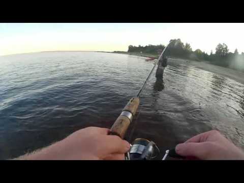 Видео: Река Обь село Каменное ловим окуня