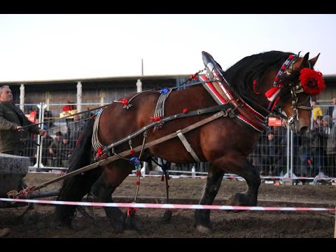 Видео: Първи турнир за сезон 2025 с коне от тежковози породи, Илиянци