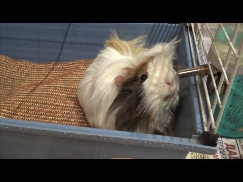 Видео: Морская свинка мурлычит и кудахчет
