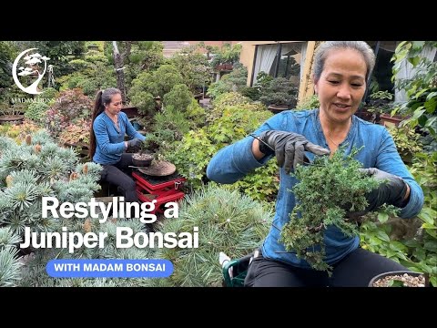 Видео: Рестайлинг можжевельника с помощью Madam Bonsai