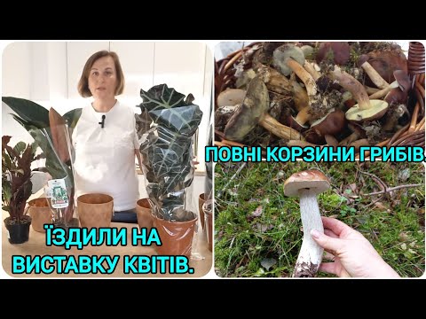 Видео: Нові Кімнатні Квіти🍀Набрали Повні Корзини Грибів🌲Мариновані Гриби#грибивпольщі#переїзддопольщі#гриби