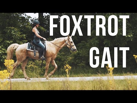 Видео: Фокстротный аллюр лошадей - LIVE