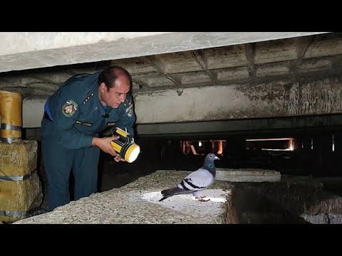 Видео: Лена с Димой из МЧС идут на чердак спасать голубей