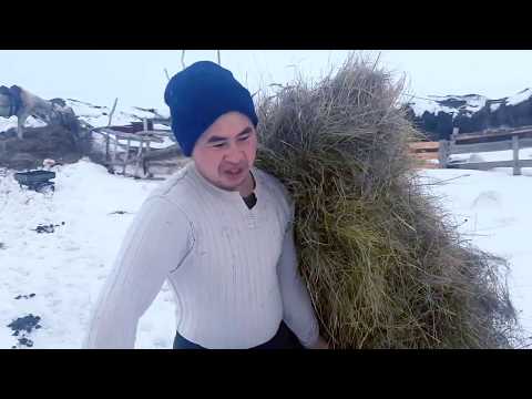 Видео: Әйтеке би ауданы, Аққұм ауылы. Ақпан 2020 ж.