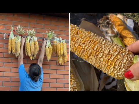 Видео: Собираю F2 СЕМЕНА КУКУРУЗА