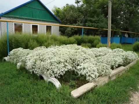 Видео: Незлобная Станица