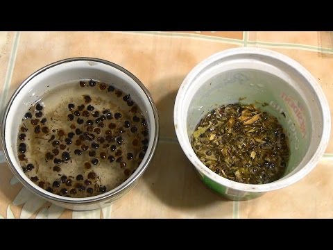 Видео: 🌺Стратифицируем семена гибискуса сирийского.