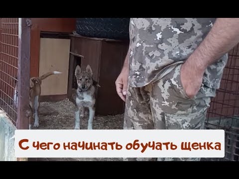 Видео: С чего начинать воспитание щенка