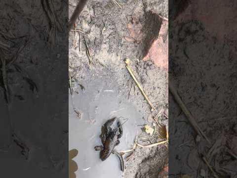 Видео: #ловилирыбупоймалирака