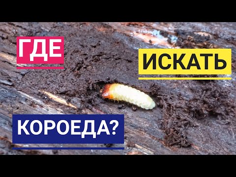 Видео: ГДЕ ИСКАТЬ ЛИЧИНКУ КОРОЕДА? ♦ ОН ЕЁ СЪЕЛ!!! ♦ KOOREÜRASKI VASTNE