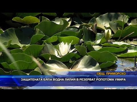 Видео: Защитената бяла водна лилия в резерват Ропотамо умира