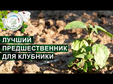 Видео: Подготовка грядки под клубнику. Предшественники клубники.