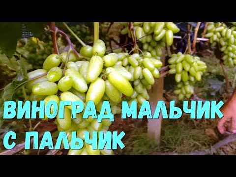 Видео: Виноград Мальчик с Пальчик. (Калугин В М).