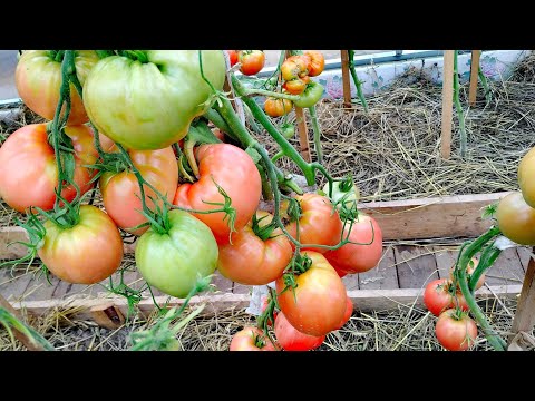 Видео: ЭТОТ томат 🍅я ТОЧНО 👍посажу в следующем году💯 Сорт БАТЯНЯ🍅.Фаворит в моей КОЛЛЕКЦИИ 💥