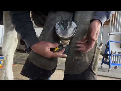 Видео: Как сбалансировать копыта лошади без рентгена