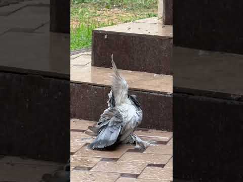 Видео: 4 ноября 2025 г.