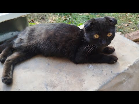 Видео: С днем учителя!💐 Маленькая кошечка привыкает к стае.😺😽🐱