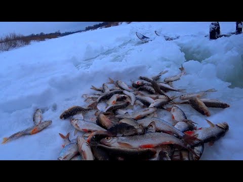 Видео: КлЁвое глухозимье. Чепца. Рыбалка удалась.