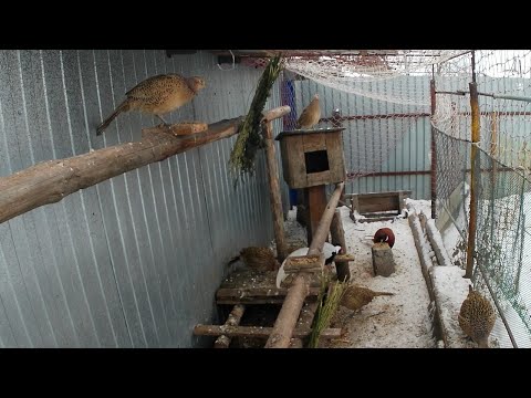 Видео: Содержание фазанов в домашних условиях. Чем кормить фазанов? Как сэкономить на корме?