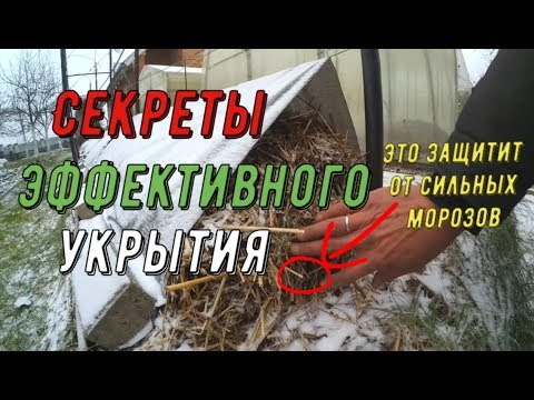 Видео: Секреты эффективного укрытия. Виноградник Вадима Точилина
