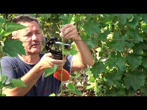 Видео: Формирование куста винограда в год прививки с пробуждением глазка, Хисамутдинов АФ