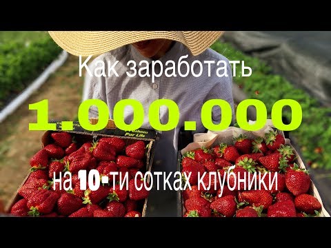 Видео: Как заработать миллион на 10-ти сотках клубники.Смотреть до конца!!!