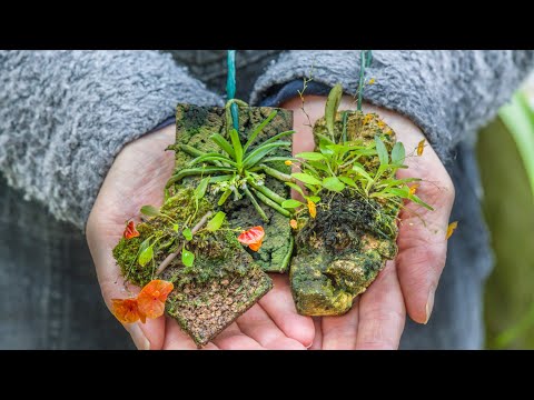 Видео: Эпизод 31 Миниатюрные орхидеи