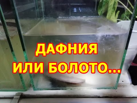 Видео: Разведение дафнии из сухой и замороженной - результаты