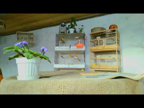 Видео: Купили кенара.Как ухаживать за кенарам.Содержание поющего кенара  дома.