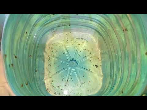 Видео: Мальки меченосцев.