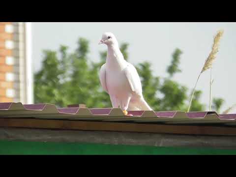 Видео: Обработка голубятни соляркой! Польза или вред?