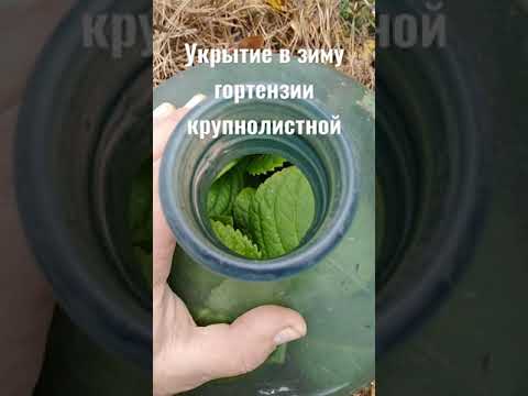 Видео: Как укрыть молодой куст крупнолистной гортензии в зиму. Гортензия выращивание и укрытие в зиму.