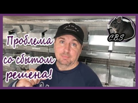 Видео: КУДА СДАВАТЬ ШИНШИЛЛ 2 | КАК ПРОДАВАТЬ ШИНШИЛЛ | СЕЛЬСКОЕ ХОЗЯЙСТВО