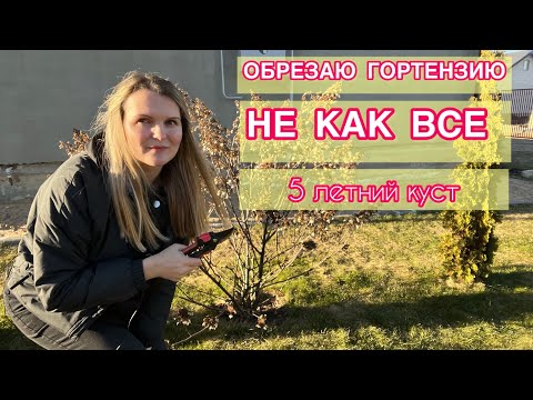 Видео: КАК ОБРЕЗАЮ ВЕСНОЙ ГОРТЕНЗИЮ КИУШУ. КОГДА ПОВЗРОСЛЕЛА? БОРДЮР И ПРИСТВОЛЬНЫЙ КРУГ