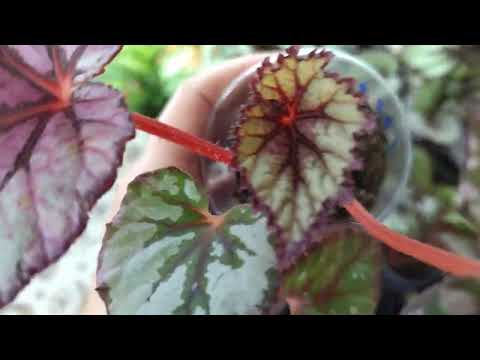 Видео: Излишки сеянцев декоративно-лиственных бегоний . 2 июня 2022 г.