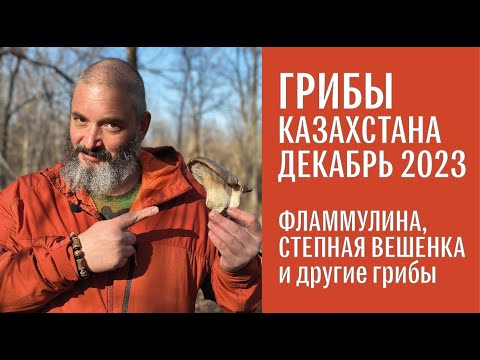 Видео: Для новичков. Грибы Казахстана, декабрь 2023. Фламмулина, степная вешенка, шампиньоны, зонтики