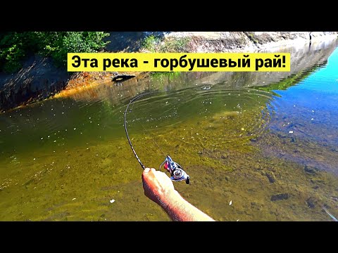 Видео: Эта река - горбушевый рай!