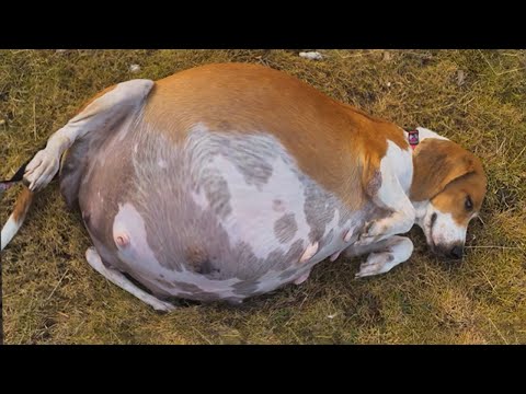 Видео: Одинокая и беременная, она ждет с тяжелым животом... Следующий момент поистине душераздирающий!