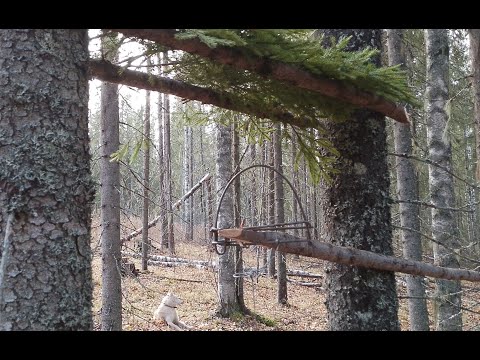 Видео: Путик в сторону избы!  Открытие сезона! Начало положено...