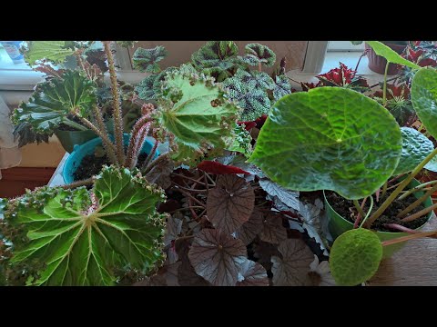 Видео: КАЛЕЙДОСКОП ЛИСТЬЕВ. ОБЗОР БЕГОНИИ,часть 3.
