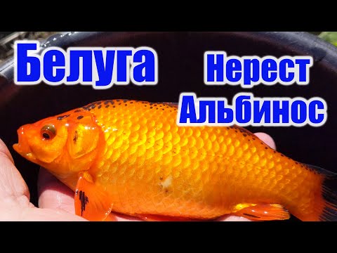 Видео: Белуга Нерест Альбинос