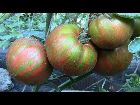 Видео: О сортах томатов Полосатый Шоколад