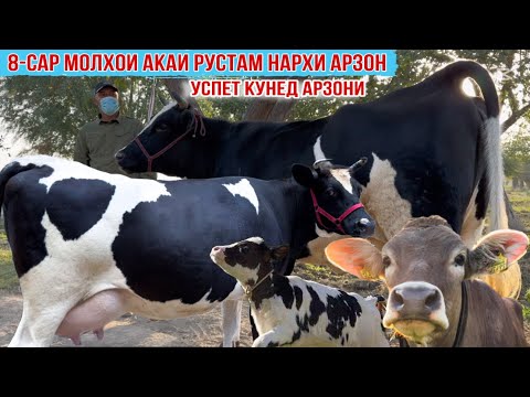 Видео: ПАРТИЯИ НАВ МОЛХОИ АКАИ РУСТАМ НАРХИ ХЕЛЕ АРЗОН 22 октября 2025 г.