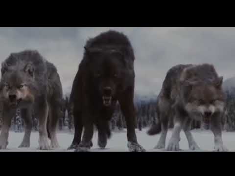 Видео: Волк Севера