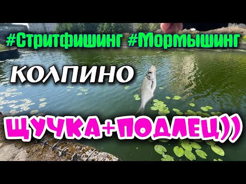 Видео: #47 Щука+Подлец | Проверил пруд | #стритфишинг  #мормышинг