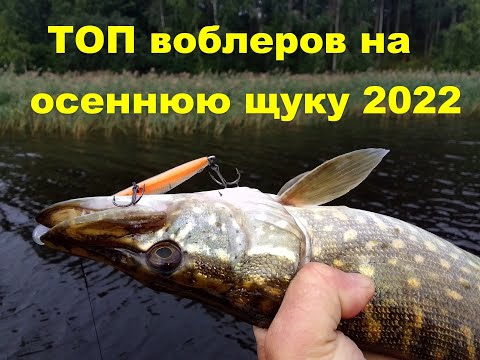 Видео: Топ воблеров на осеннюю щуку 2022